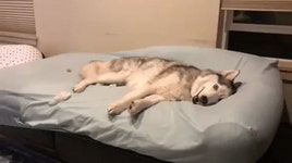 오늘의유머 - 혼자 보기 아까워서 올려보는 야옹이와 멍멍이.gif(데이터주의) 혼자 보기 아까워서 올려보는 야옹이와 멍멍이.gif(데이터주의)