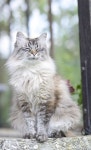 Cats And Kittens For Sale Gumtree Cat Had Kittens Outside | 동물, 고양이