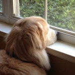 New | Golden Retriever Friendzy Oh the silliness!! | 강아지, 고양이