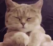 Happy Pleased GIF - Happy Pleased - Discover & Share GIFs Happy Pleased GIF - Happy Pleased - Discover & Share GIFs | Cute cat... 