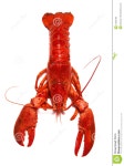Pin by 지서니 on Get Wild | Red lobster, Lobster, Lobster stock