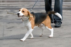 Beagle | 애완견