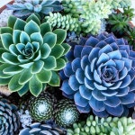 Im in love with succulents | 다육 식물, 꽃, 식물