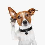 hachi-Tag | 웃긴 동물 사진, 애완동물 제품