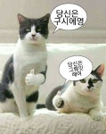 당신은 구시에영 | 웃긴 밈, 귀여운 동물 밈, 웃긴