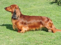 양모펠트에 있는 핀