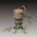 Pin oleh 영수 권 di 소나무 | Bonsai, Pohon