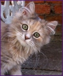 Siberian Kittencat | 동물