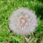 숲속 작은 빈터에 민들레 홀씨가... | 민들레, 아름다운, 잔잔한