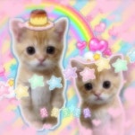 Pin de 귀여엉 고양이 en 빠른 저장 | Gatitos lindos, Gatos bonitos, Animales lindos