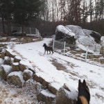 #박순호의아이슬란드 #멋짐폭발#khan 멋진자세가 멋쟁이를 만든다! . . #애견호텔추천#대형견호텔#원주대형견호텔#천연잔디운동장... 