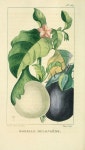 Botanical Art에 있는 영현님의 핀 | 연필화