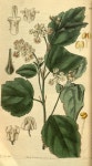 botanical prints에 있는 Sunju Choe님의 핀