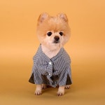 and dogs,pet store,pet accessories, dog costume#dognpet #petshop #freeshippi… | 애완동물 의류, 애완동물 제품, 강아지
