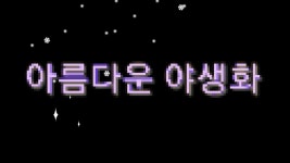 아름다운 야생화 | 야생화, 아름다운
