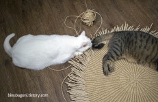 엄니, 나도 스크래처 짜 주세요~ | Animals, Cats