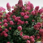 나무수국 &#039;윔스 레드(Wims Red)&#039; 15센치포트 - 야생화(Wild Flower) in 2023 | Hardy hydrangea, Hydrangea paniculata... 
