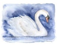 Swan Watercolor Painting | 수채화