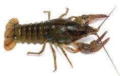 25 Kentucky Baby Live Freshwater Crayfish (Crawdads) | 가재