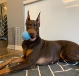 공 좀 씹어봄  #말티즈 #maltese  #도베르만 #도베르만핀셔 #doberman #dobermanpinscher #멍스타그램 #대형견 #삼식 #바투 #로운... 