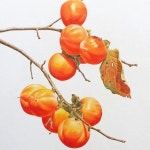 수채화 illustrator에 있는 핀