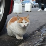 캐츠패치 고양이쉼터 [묘정] (@catspatch_) • Fotos e vídeos do Instagram