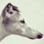 Greyhound dog art portraits, photographs, information and just plain fun. Also see how artist Kline draws his dog art from only... 