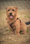 루다 노리는 보나 Luda Nori looks | Sleepy dogs, Dogs, Service dogs
