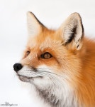Red Fox by Judylynn Malloch | 붉은여우, 귀여운 동물, 동물 그림