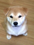 「귀여운 개」おしゃれまとめの人気アイデア｜Pinterest｜윤 은아
