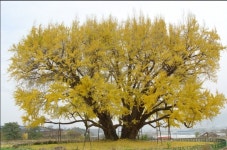 은행나무(Ginkgo)