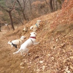 오후에는 친구들이랑 뛰뛰  #나무#강아지#진돗개#반려견#애견#가족 #푼타하우스#하남#애견운동장#애견카페#좋아요 #namu... 