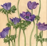 이태순님의 보타니컬 이미지 | 수채화, 아네모네