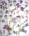 Pressed Flowers | 압화, 꽃
