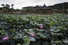제주도에서 가장 큰 연꽃 자생지, 하가연화지 | 연꽃, 연못, 17세기