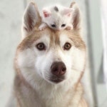 Pin de Luminon Canoness en 나도고양이 | Perro husky, Perro husky siberiano, Perro samoyedo