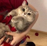 지혜 이님의 cute 이미지 | 귀여운 아기 고양이, 애완동물, 고양이 종류