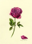 Flowers Gallery — Botanical Artist & Illustrator, Learn to draw Art Books, Art Supplies, Workshops | 색연필