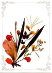 Pin de 전선아 en 압화 | Flores secas