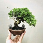 Pin oleh 신정섭 di 분재