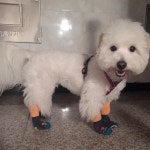 “요 컬러 밤에도 잘보이구 좋네!  ㆍ  #펫파양말따봉👍🏿 #양말체질#날라다님” | Instagram posts, Instagram, Animals