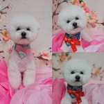 정신차리자!!!!! . . . . . .#넘버원트리머 모든 아이들에게 #오존수 사용 피부케어 하고있습니다. #개편한세상#천안가위컷#스포팅#하이바#… | Pet... 