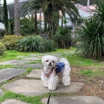 #제주 #꼬몽#시아 #다음주엔 아리 #새해여행  #maltese #petstagram #pet #doggy #dogstagram #puppy #pets #petfam #instadog... 