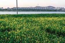 서울 한강 서래섬 유채꽃 축제 | 축제
