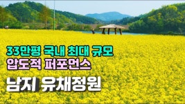 [33만평 남지 유채정원] 국내 최대 넓이와 압도적 퍼포먼스를 선보이는 낙동강 남지 유채정원이 활짝 만개하였습니다 - YouTube - 2023 | 봄... 