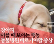 강아지 아플 때 보이는 증상 신호 7가지와 동물병원 가야 할 때 - - 2020 | 강아지, 애견, 발작