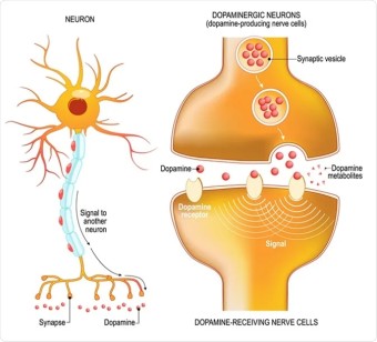 Dopamine. Closeup presynaptic axon terminal, synaptic cleft, and dopamine-receiving nerve and dopamine-producing cel… in 2023...