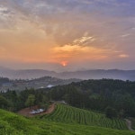 Photos tagged with #보성다원