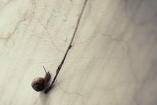 바오는 날 벽타는 달팽이 a snail riding wall in rainy day. | 날
