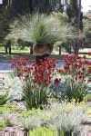 Pin by Pkh on 야생화 | Australian garden, Australian garden design, Australian native garden